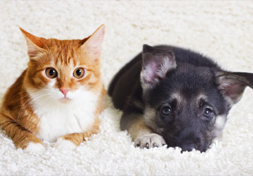 Home 6 pet odor cleaning services highlight