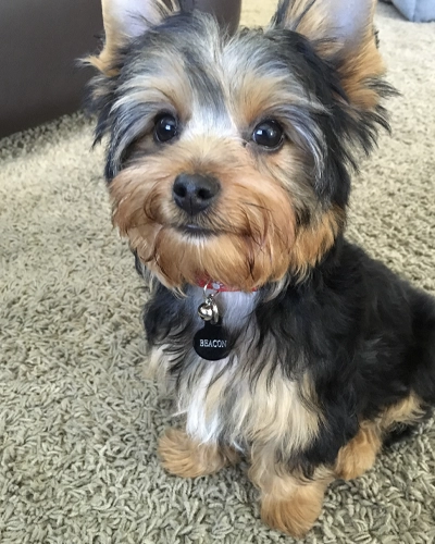 Pet Odor Removal San Marcos CA 1 Pet odor removal services highlight